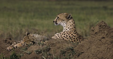 Close-up side view of female cheetah and her cute young cub lying on a termite mound in African savannah grasslands