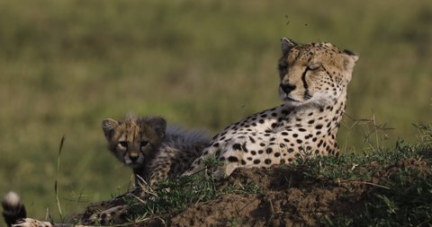 Close-up front view of female cheetah and her cute young cub lying on a termite mound in African savannah grasslands