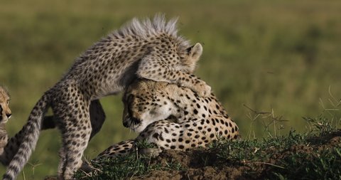 Close-up front view of female cheetah preening her cute young cub lying on a termite mound in African savannah grasslands