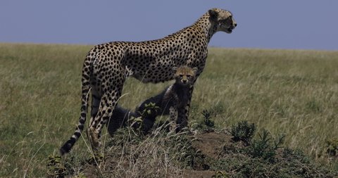 Close-up front view of two cute young cheetah cubs standing under their mother's legs on a termite mound in African savannah grasslands