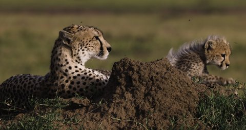 Close-up side view of female cheetah and her cute young cub lying on a termite mound in African savannah grasslands