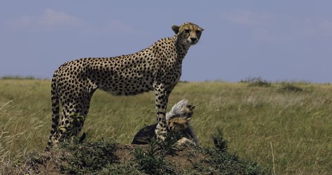 Close-up side view of two cute young cheetah cubs standing under their mother's legs on a termite mound in African savannah grasslands