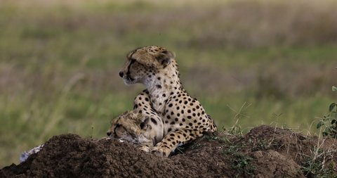 Close-up side view of female cheetah and cute young cub lying on a termite mound in African savannah grasslands