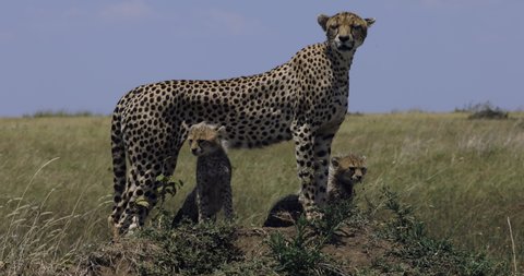 Close-up side view of two cute young cheetah cubs standing under their mother's legs on a termite mound in African savannah grasslands