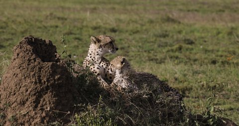 Close-up front view of female cheetah and cute young cub lying on a termite mound in African savannah grasslands