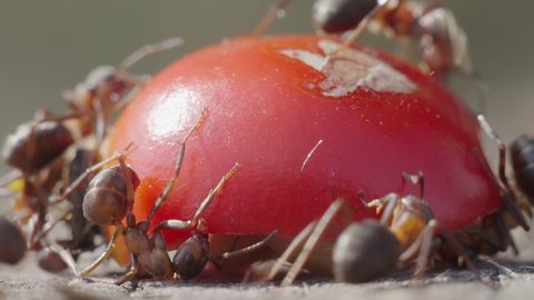 Macro shooting of red wood ants (Formica rufa) trying to move the ripe half of the rosehip fruit.