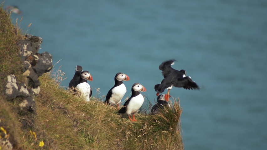 Portrait of family of puffin walking on the grass high above sea level. Puffin flying over the heads of other birds. Popular Northern birds enjoying good weather. Concept of nature and Iceland Royalty-Free Stock Footage #1079081426