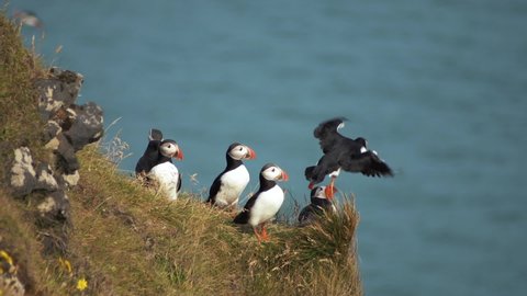 Portrait of family of puffin walking on the grass high above sea level. Puffin flying over the heads of other birds. Popular Northern birds enjoying good weather. Concept of nature and Iceland