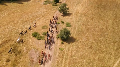 Aerial view over a carefree herd of wild horses running free over the yellowed autumn grasses of the mountain 