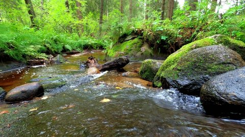 4k Stock Footage of River or Stream that Flows in Nordic Forest in Finland, Clip Includes Moss Boulders or Rocks, Vegetation and Yellow Leaves in the Water since It Is Late Summer 