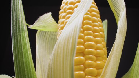 Corn cob close-up. A 360-degree looped video. Fresh corn with golden-colored grains in a green peel.
