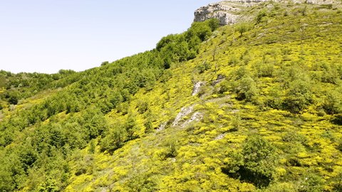 Aerial view of the flowering of the Piornos, a sea of flowers in the shape of a butterfly that floods the mountain paths accompanying people who love nature.