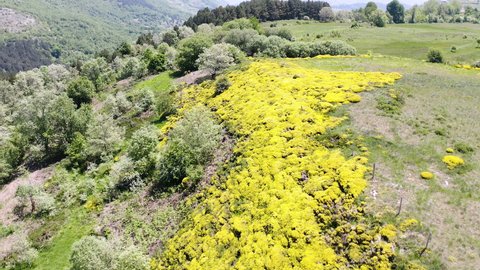 Aerial view of the flowering of the Piornos, a sea of flowers in the shape of a butterfly that floods the mountain paths accompanying people who love nature.