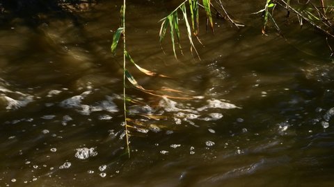 Reed branch floating into stream of dirty bubbling water of mountain river full of water after rain. Foam of dirty water cascade flowing by stone rapids of river. Flood background with bulrush branch