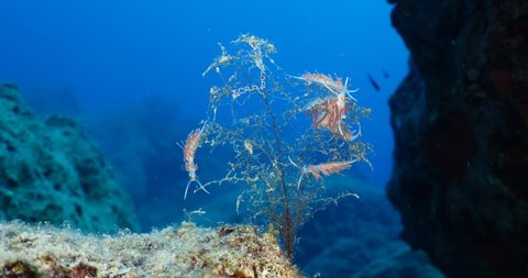  nudibranch flabellina together on a hydra colony  nudi branch nudybranch  underwater slug ocean scenery 