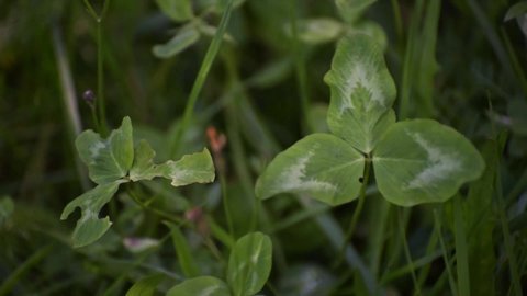 Close-up of a clover leaf in the wind