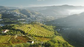 Birds eye view of rural landscape with vineyard plantations located at Peso da Regua city, Vila Real, Portugal, Europe. Morning shot of picturesque mountains with river in Douro valley, 4k footage