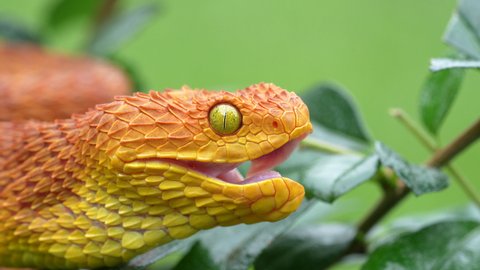 4k Slow Motion video of a jaw rearticulation of the jaw from a venomous Bush Viper Snake (Atheris squamigera)