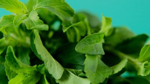 Stevia rebaudiana.Green stevia leaves close-up on a green background. Organic natural low-calorie sweetener. Diet healthy food ingredients. High-quality 4k footage