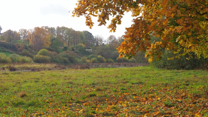 beautiful yellow autumn landscape with tree in a park at sunny day, colorful foliage. Selective focus