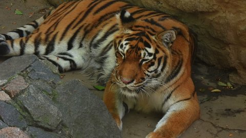 Striped tiger lies and growls. Colorful tiger lies in the stones. Angry bengal tiger growls.