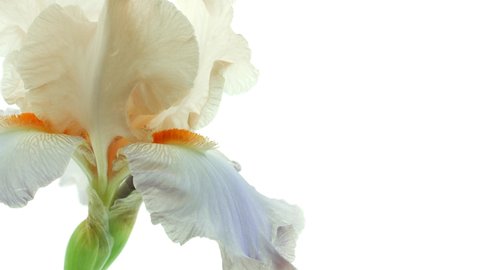 Beautiful Spring beige with blue Iris flower bud blooming timelapse, extreme close up. Time lapse of Easter fresh Iris opening closeup. Isolated On White background. 4K UHD video 3840X2160
