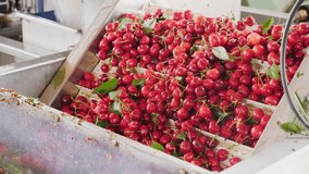 Fresh ripe red cherry washing and cleaning in a packing warehouse. High quality 4k footage