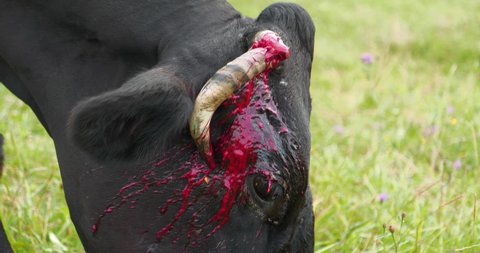 Slow Motion Bloody black cow with broken horn at the meadow. Cinema 4K 60fps video