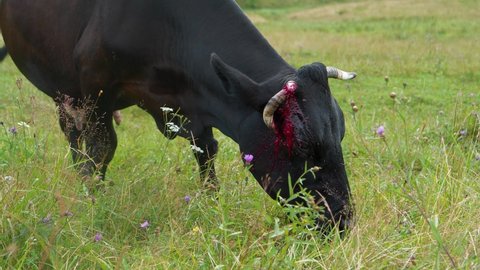 Slow Motion Bloody black cow with broken horn eats a grass at the meadow