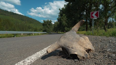Cow skull with horns on the road