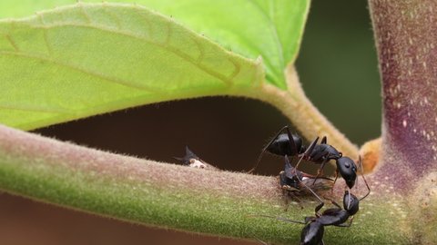 macro footage of black ants communicating with each other on tree branch. Close-up of big black ants talking to each other. black  big ants insect