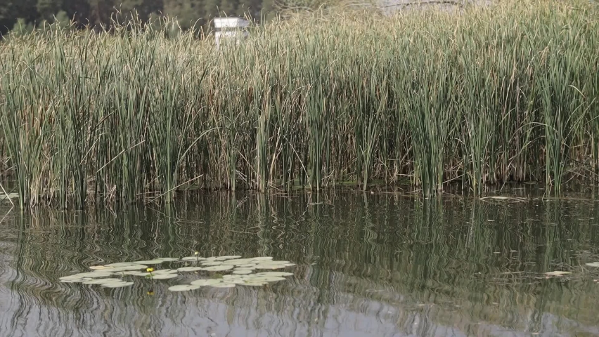 water lilies and reeds, camera movement along the reservoir