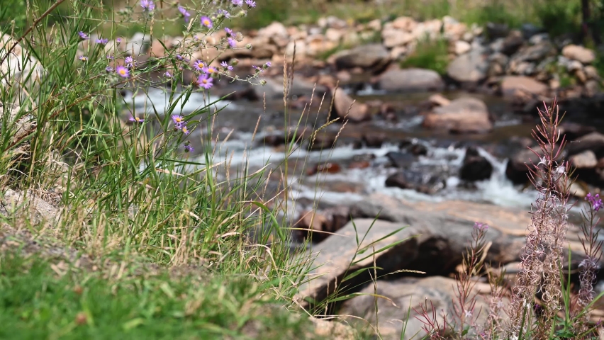 Purple wildflowers along Fall River Colorado - soft focus with sound