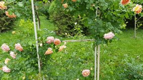 4k video, the wind shakes a beautiful pink rose on a climbing bush growing on a trellis in the garden-A beautiful natural journey outdoors