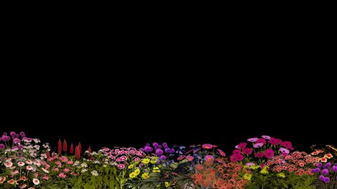 Garden flowers. Alpha + Looped. 1920x1080, 30fps ProRes 4444

