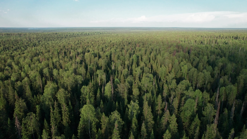 Aerial top view of Green Forest Scenery. Big Wood Pines and Firs in Great Wild Nature. Aerial View Forest Landscape in Summertime Day. Concept wildlife and nature wide shot 4k. Russia, Siberia Royalty-Free Stock Footage #1079124170