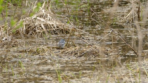 Yellow-rumped warbler making small jumps in a swamp.