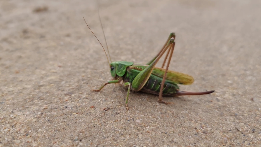 The Green grasshopper on the ground close-up.