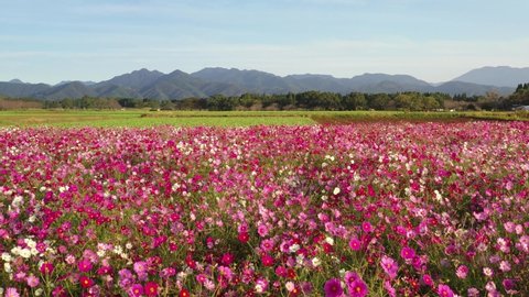 ancient Japanese burial mounds surrounded by flowers