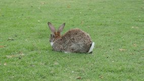 Rabbit chewing grass in the field 4K 3840X2160 UltraHD footage - Hare relaxing outdoor in the garden 4K 2160p UHD video