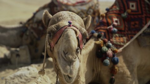 Camel lifts its head and chews cud in desert looking at camera, slow motion