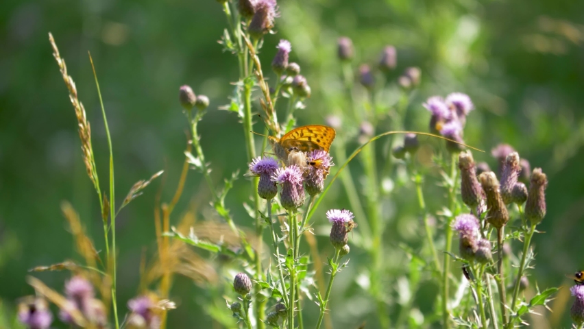 Close up shot of butterflies and bees collecting pollen from violet flowers in lush green field in a countryside on a windy day Royalty-Free Stock Footage #1079130719