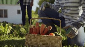 Mixed race farmers successfully harvesting fresh vegetables outdoors