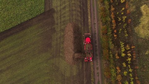 Combine harvester pours the harvest of sugar beet into a heap on the field. Aerial view