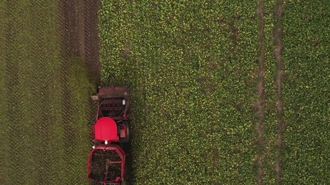 Combine harvester harvests sugar beet on the field. Aerial view