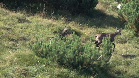 Chamois family grazing on the mountain tops during spring, on the Carega Group, a mountain in the Veneto region, an imposing Italian limestone-dolomite massif
