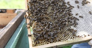 Collected bee pollen is placed in combs by many bees 4k movie