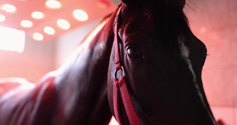Horse standing in red solarium after training 4k movie