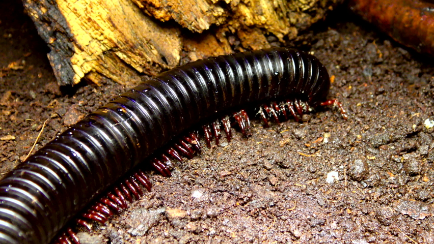 84 Giant african millipede Stock Video Footage - 4K and HD Video Clips | Shutterstock