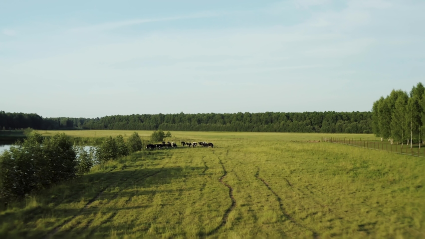 Drone video. We fly over the cows. A herd of cows feed in a meadow near a lake and forest.